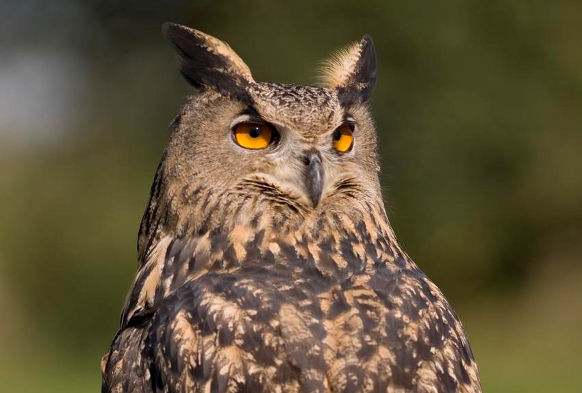 Le grandduc d’Europe Natagora